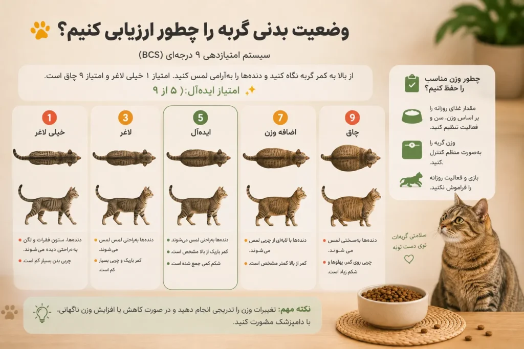 راهنمای وضعیت بدنی گربه و امتیاز BCS برای تشخیص وزن مناسب