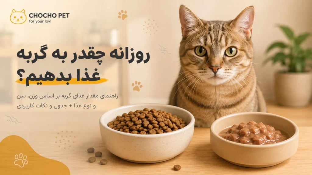 روزانه چقدر به گربه غذا بدهیم؛ مقدار غذای خشک و تر گربه