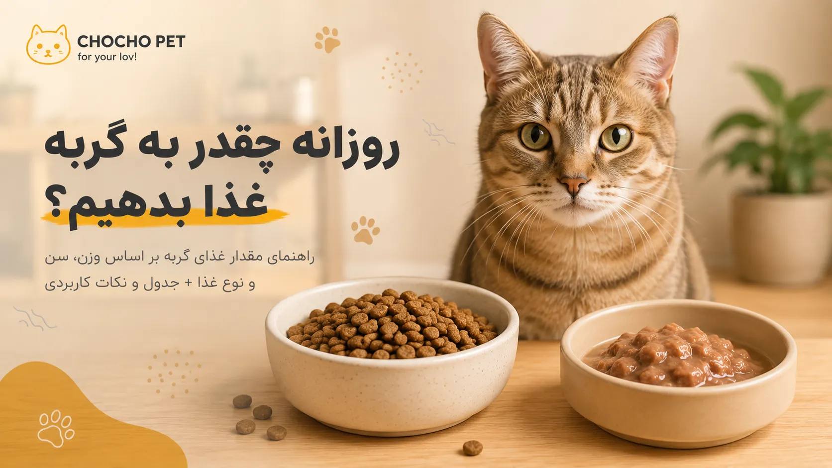 روزانه چقدر به گربه غذا بدهیم؛ مقدار غذای خشک و تر گربه