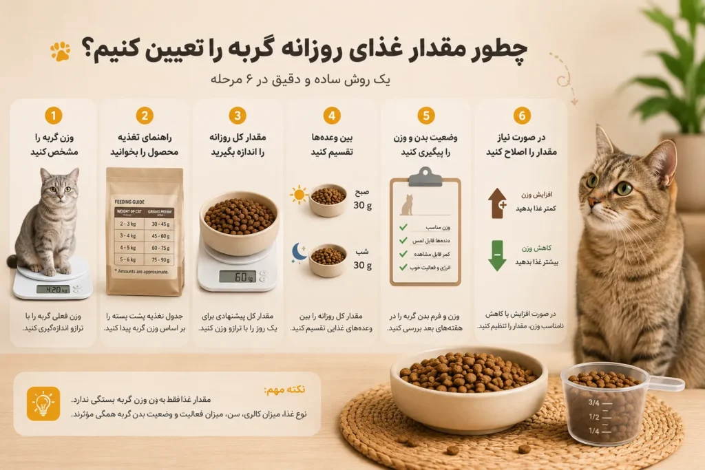 روش تعیین مقدار غذای روزانه گربه بر اساس وزن و راهنمای تغذیه